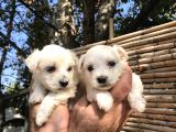 0 Numara Maltese Terrier Yavrularım