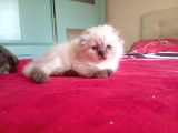 Muhteşem kedicikler Scottish fold longhair