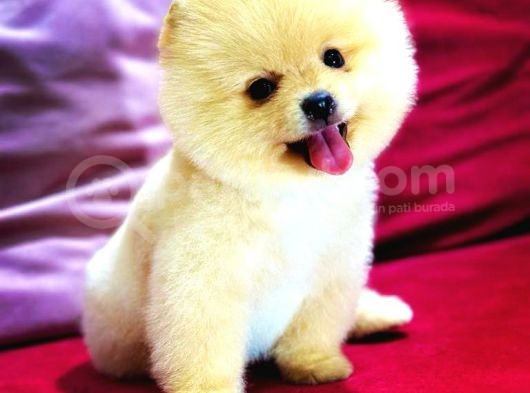 Show Yavrular Pomeryan Boo Tcup