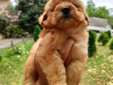 F1 Maltipoo Bebeklerim