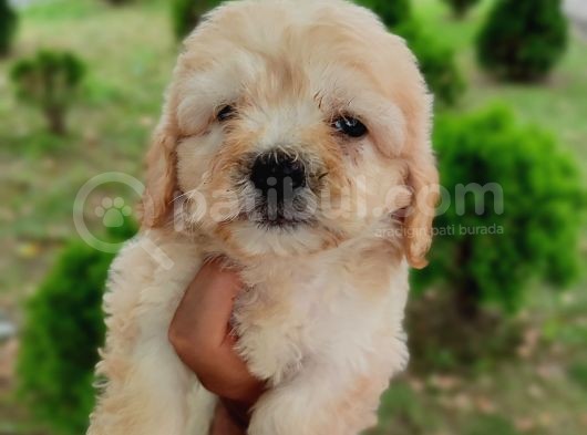 F1 Maltipoo Bebeklerim görsel