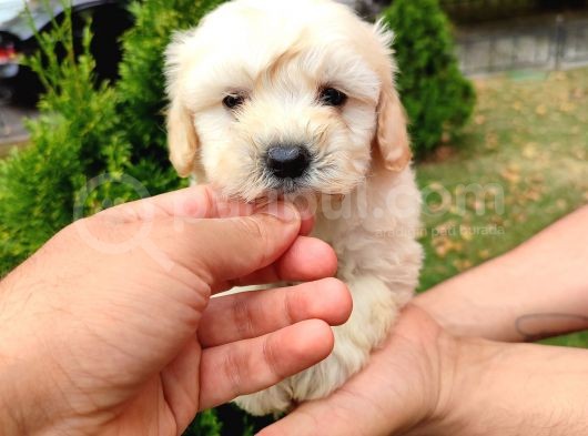 F1 Maltipoo Bebeklerim görsel