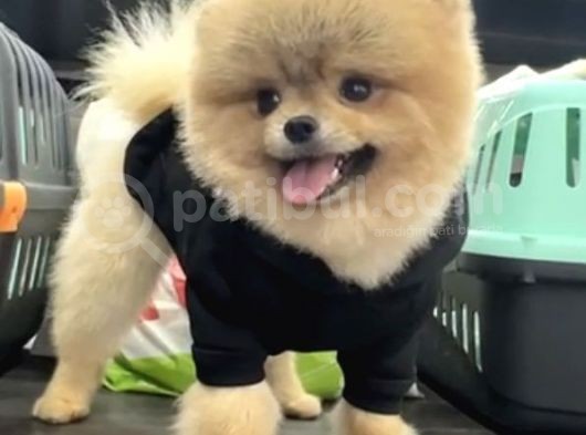 1 Yaş Erkke Pomeranian Teddy Face