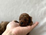 Redbrown Toy Poodle Bebekler