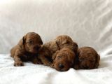 Redbrown Toy Poodle Bebekler