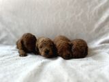 Redbrown Toy Poodle Bebekler