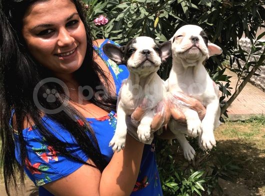 Safkan French Buldog Yavrularımız görsel