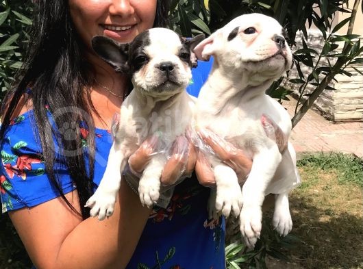 Safkan French Buldog Yavrularımız görsel
