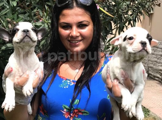 Safkan French Buldog Yavrularımız