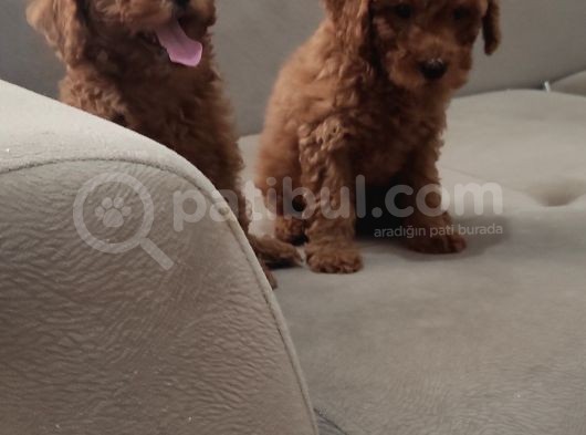 Red Brown Toy Poodle Bebekler görsel
