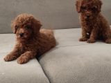 Red Brown Toy Poodle Bebekler