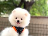 Show Kalite Pomeranian Boo Yavrular