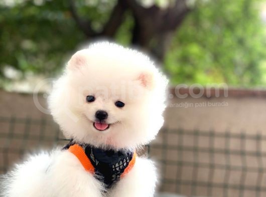 Show Kalite Pomeranian Boo Yavrular görsel