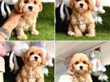 Show Kalite Maltipoo Yavrular