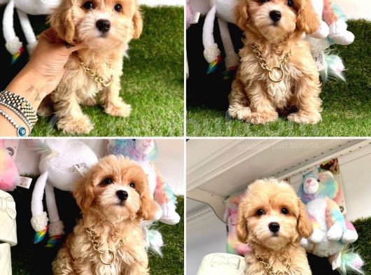 Show Kalite Maltipoo Yavrular