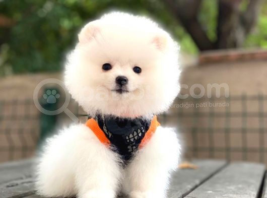Show Kalite Pomeranian Boo Yavrular görsel
