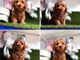 Show Kalite maltipoo Yavrular