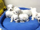 Pamuk Gibi Maltese Terrier Yavrular