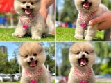 Show Kalite Pomeranian Boo Yavrular