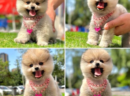 Show Kalite Pomeranian Boo Yavrular