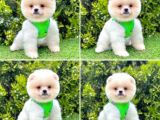 Show Kalite Pomeranian Boo Yavrular
