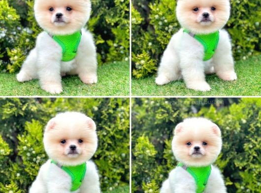 Show Kalite Pomeranian Boo Yavrular