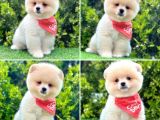Show Kalite Pomeranian Boo Yavrular