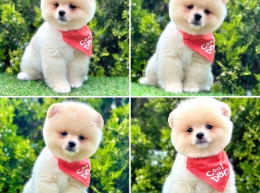Show Kalite Pomeranian Boo Yavrular