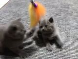 Orjinal Britsh Shorthair