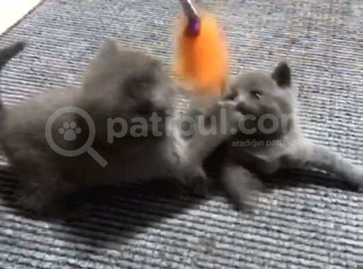 Orjinal Britsh Shorthair görsel