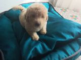 Maltipoo yavrularım