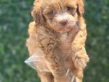 Güzeller Güzeli Maltipoo Yavrum