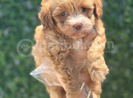 Güzeller Güzeli Maltipoo Yavrum görsel