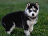 Si̇bi̇rya Kurdu Husky Yavrularimiz