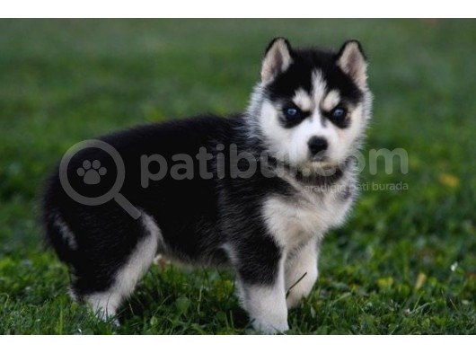 Si̇bi̇rya Kurdu Husky Yavrularimiz görsel