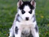 Si̇bi̇rya Kurdu Husky Yavrularimiz