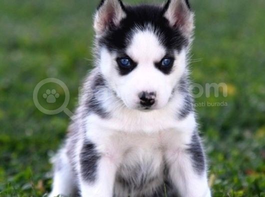 Si̇bi̇rya Kurdu Husky Yavrularimiz görsel