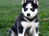 Si̇bi̇rya Kurdu Husky Yavrularimiz