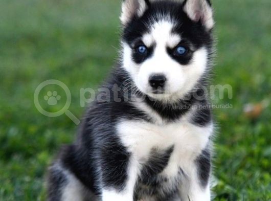 Si̇bi̇rya Kurdu Husky Yavrularimiz görsel