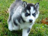 Si̇bi̇rya Kurdu Husky Yavrularimiz