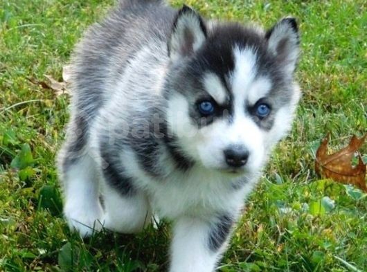 Si̇bi̇rya Kurdu Husky Yavrularimiz görsel