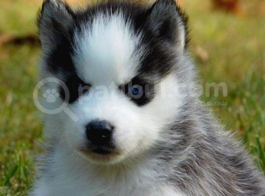 Si̇bi̇rya Kurdu Husky Yavrularimiz