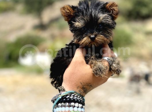 Micro Teacup Yorkshire Terrier Oğlumuz görsel