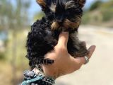Micro Teacup Yorkshire Terrier Oğlumuz