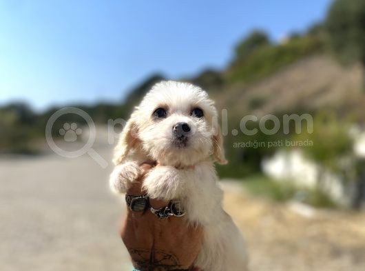 0 No Maltipoo Kızımız görsel