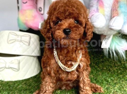 Safkan Toy Poodle Yavrularımız görsel