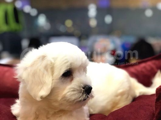 VONALP PET MALL OF İST SUBE HARIKA MALTESE YAVRULARI