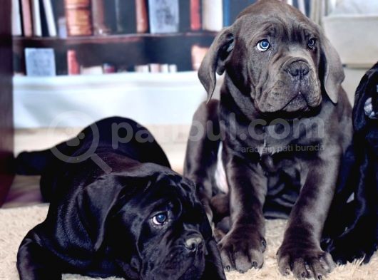 Cane Corso Yavrularimiz görsel