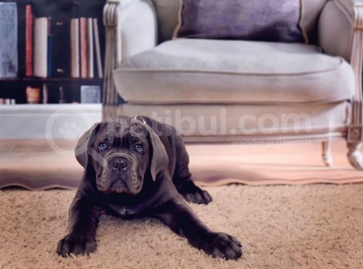 Cane Corso Yavrularimiz görsel