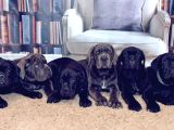 CANE CORSO YAVRULARIMIZ